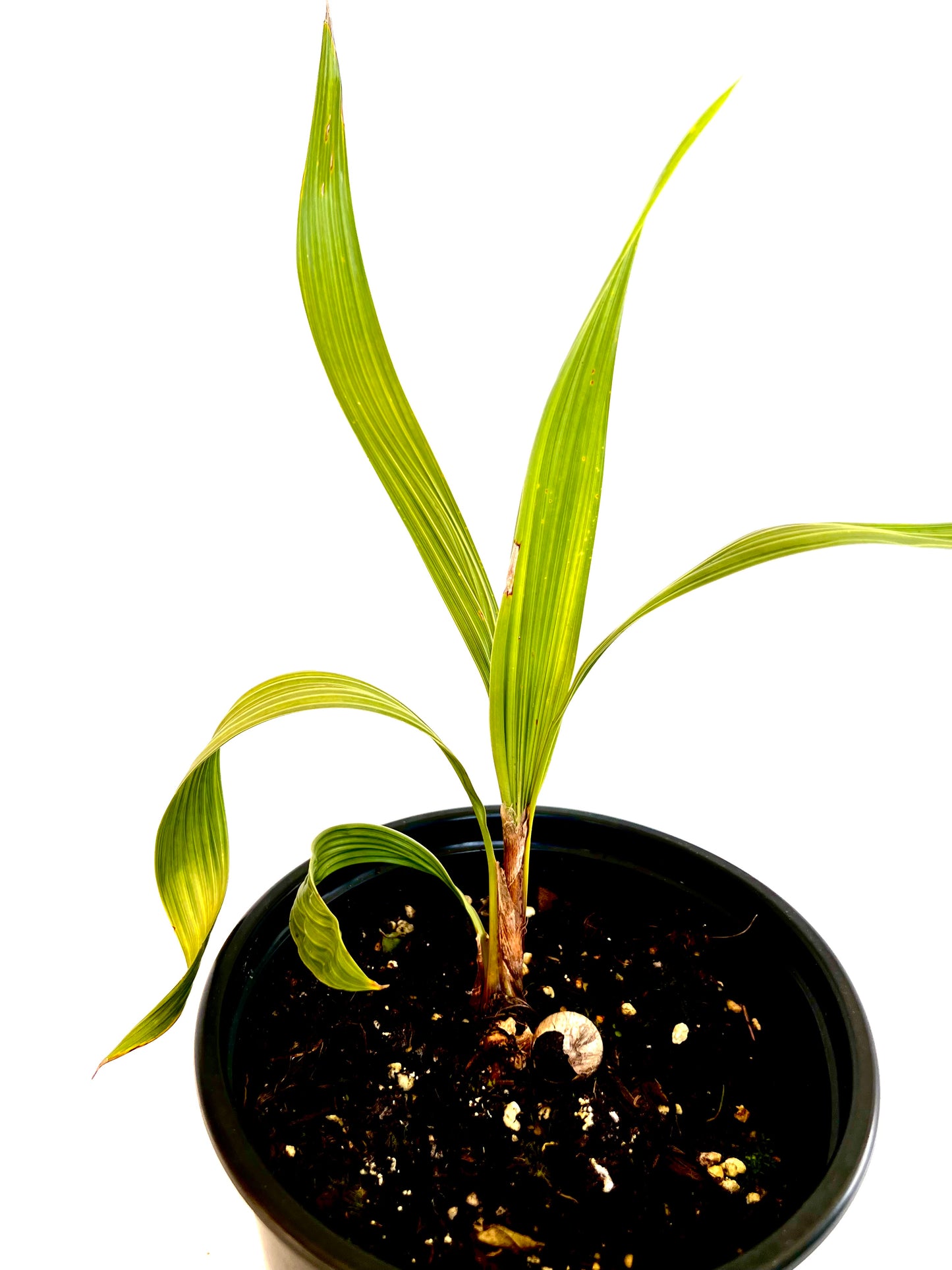 Beccariophoenix Alfredii