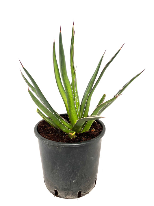 Agave lechuguilla