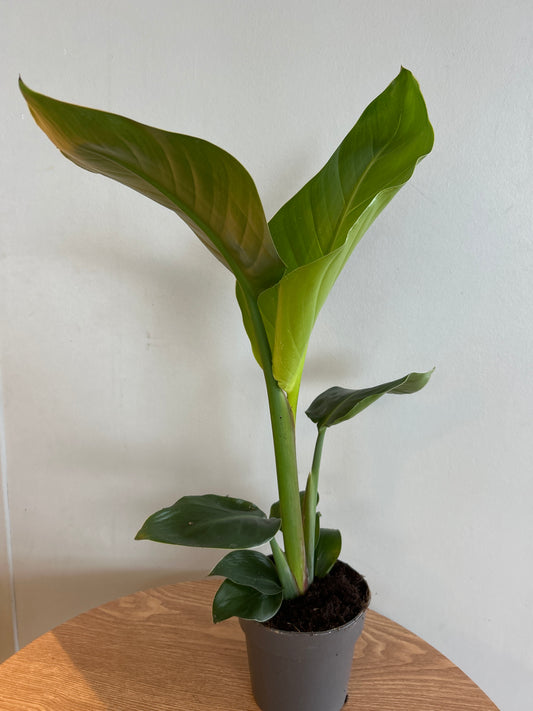 Strelitzia Nicolai