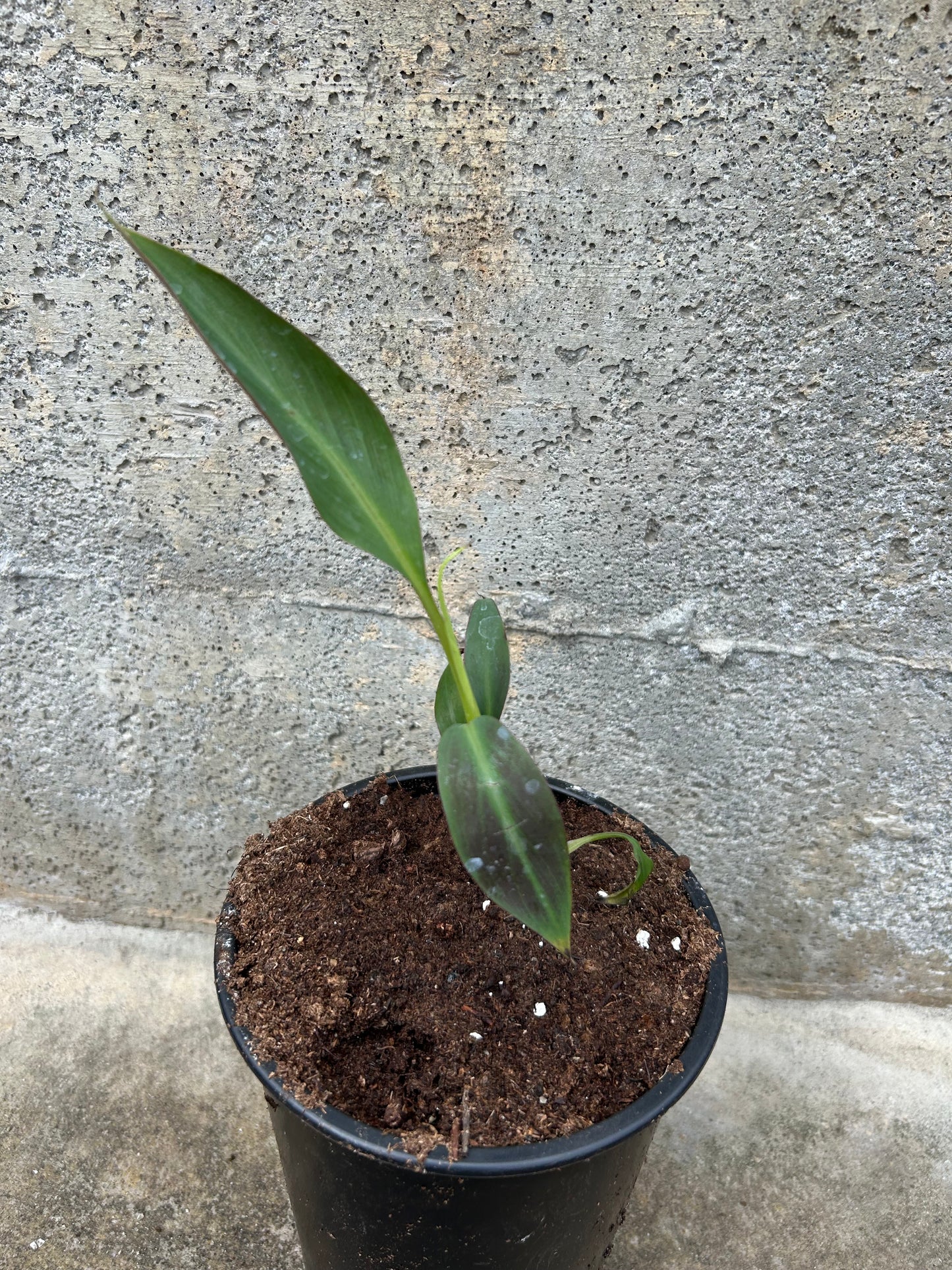 Musa Siam Ruby