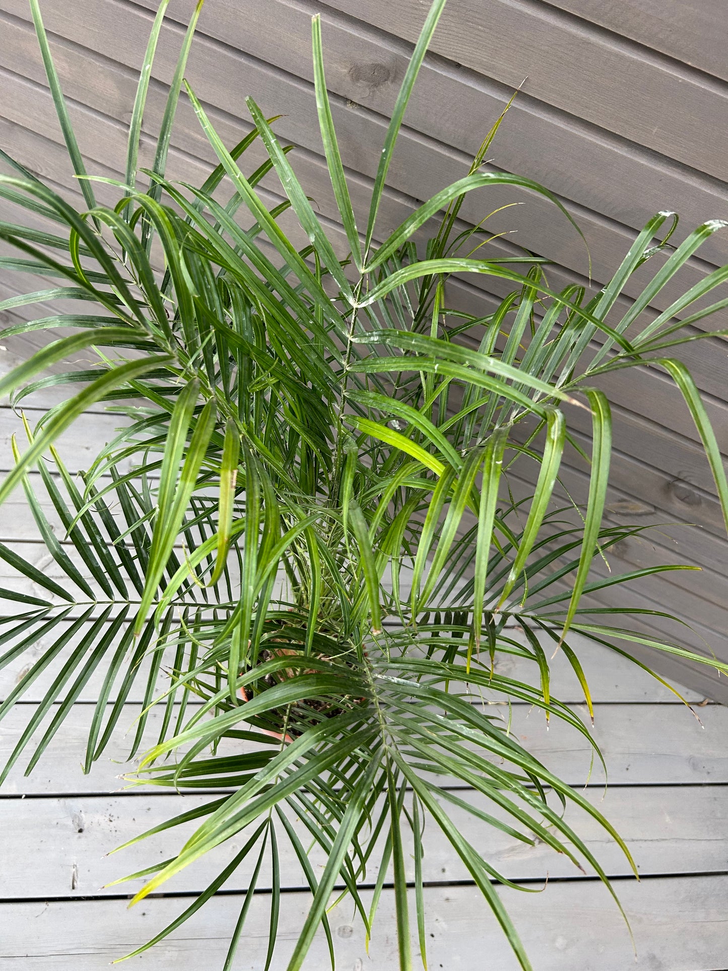 Phoenix Roebelenii
