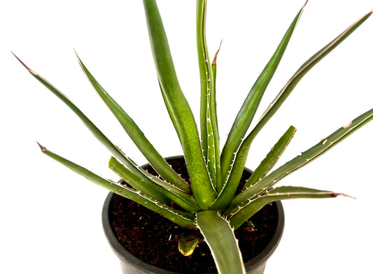 Agave lechuguilla