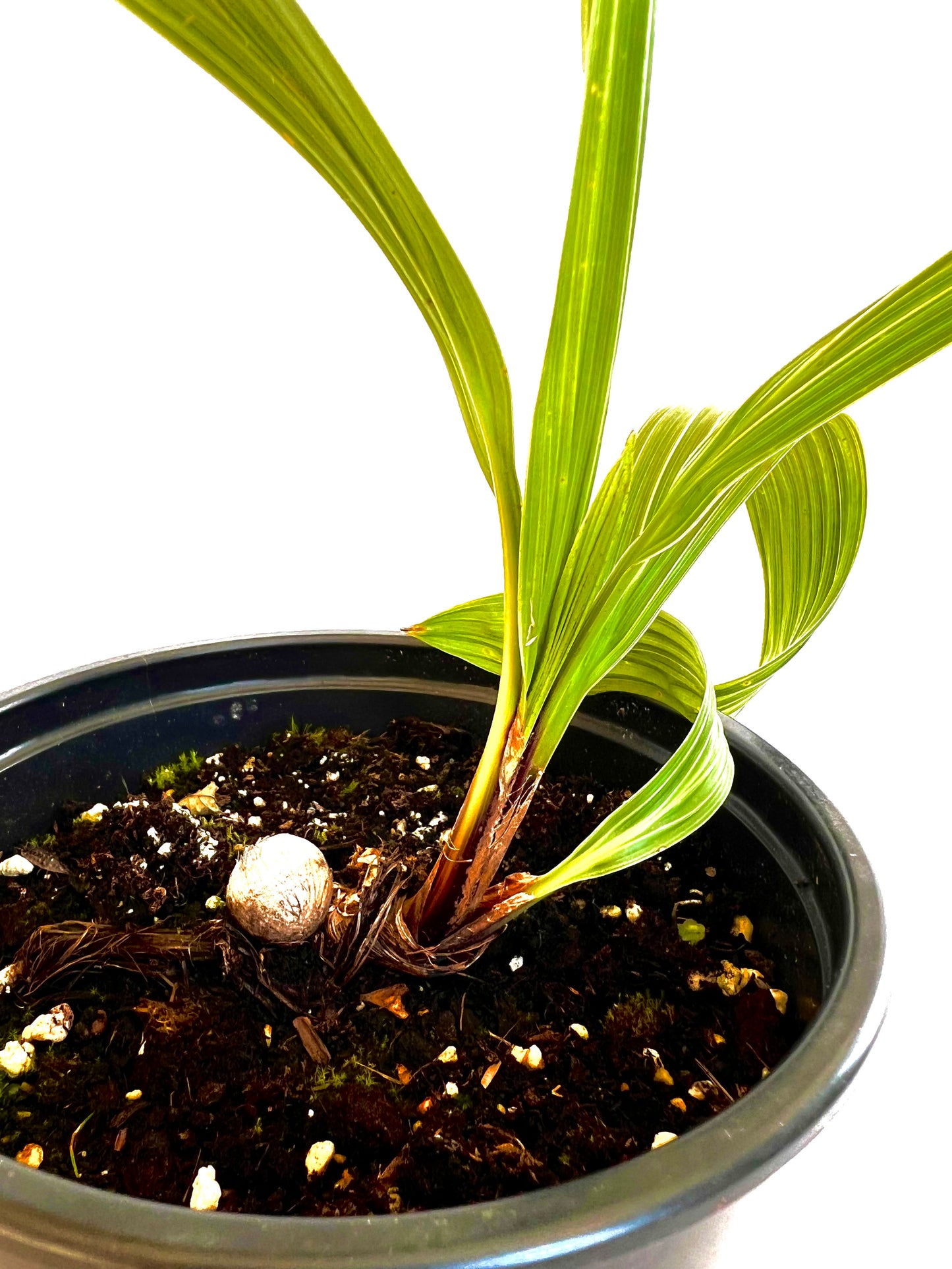 Beccariophoenix Alfredii