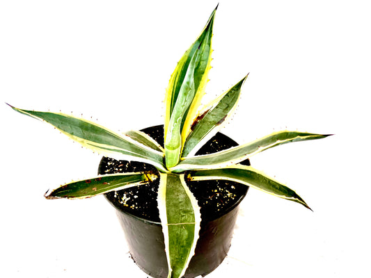 Agave Americana Variegata