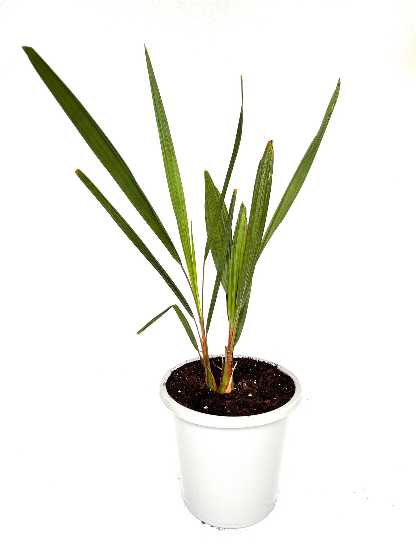 Butia Capitata 12L (Dobbel)