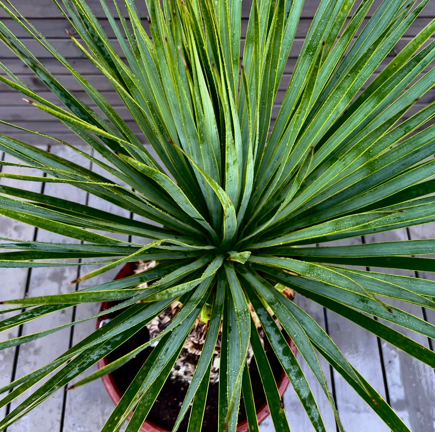 Yucca Rostrata 51cm