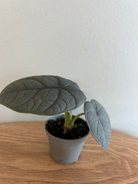 Alocasia melo