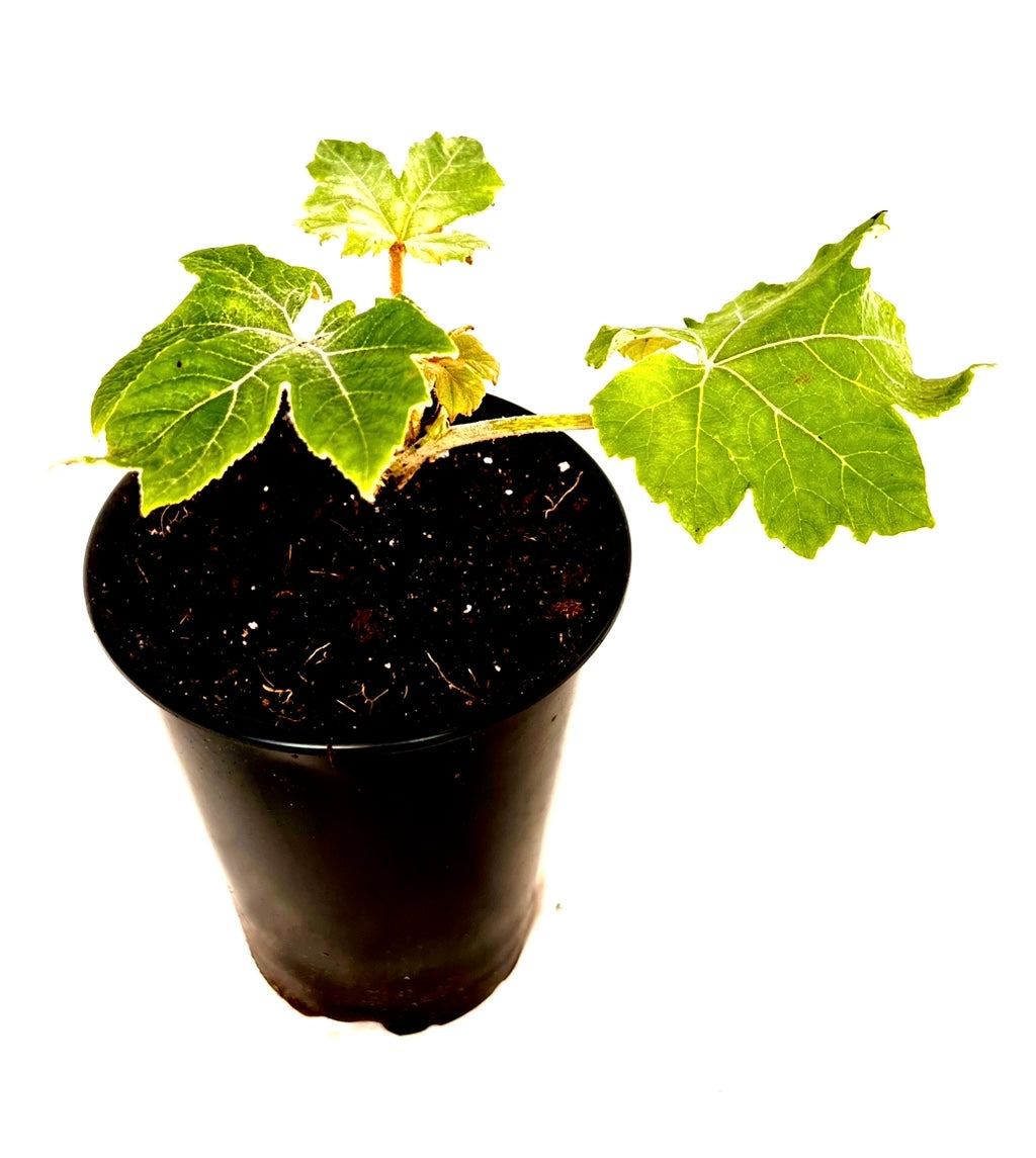 Tetrapanax papyrifer 'Rex'