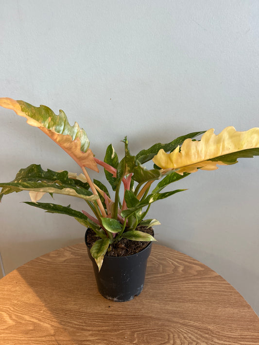Philodendron 'Ring of Fire'