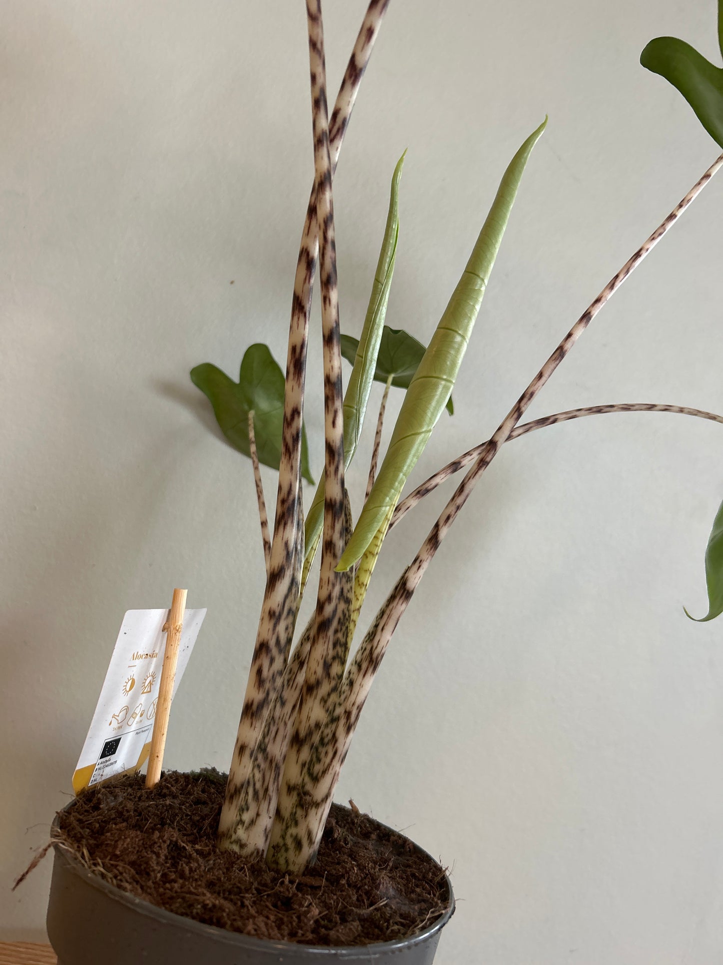 Alocasia zebrina