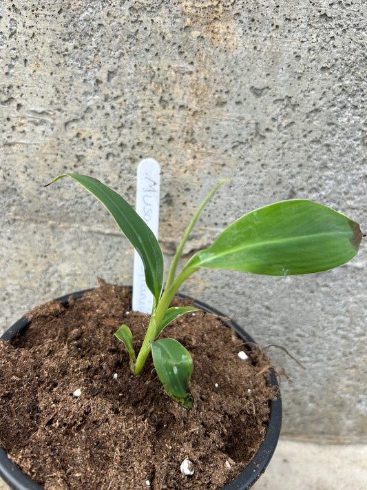 Musa Cheesmanii