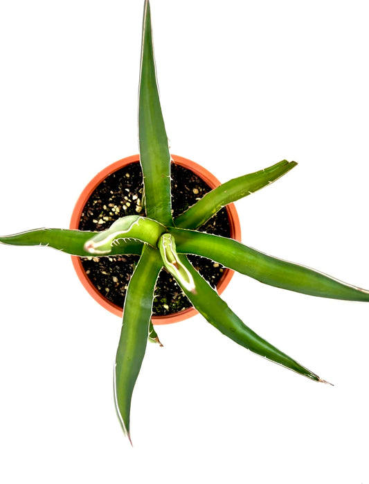 Agave lechuguilla