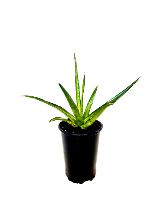 Agave lechuguilla