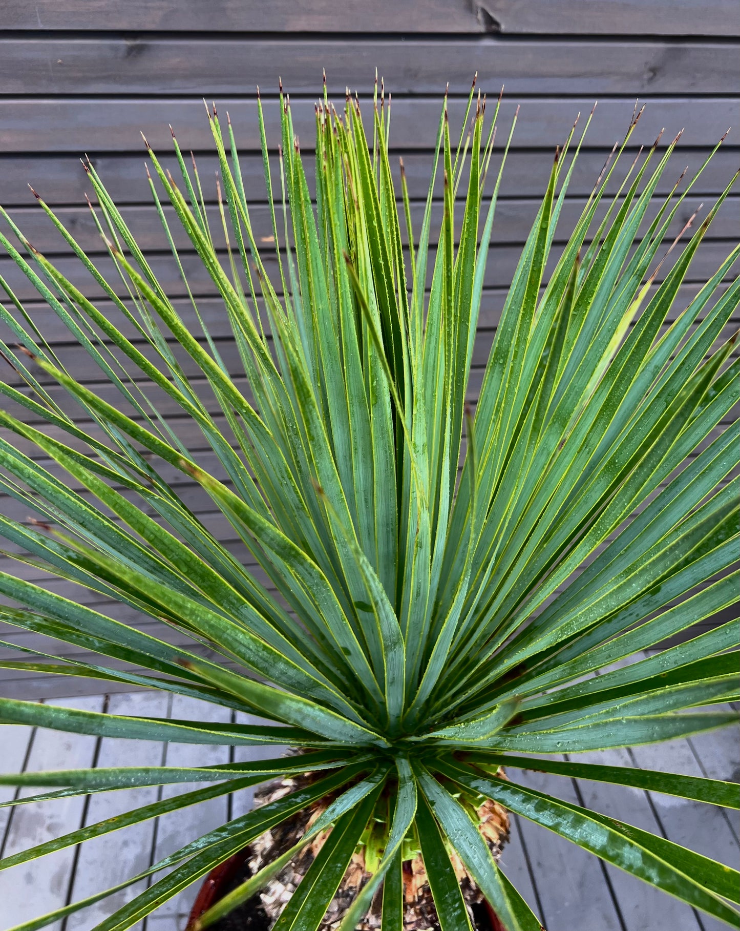 Yucca Rostrata 51cm