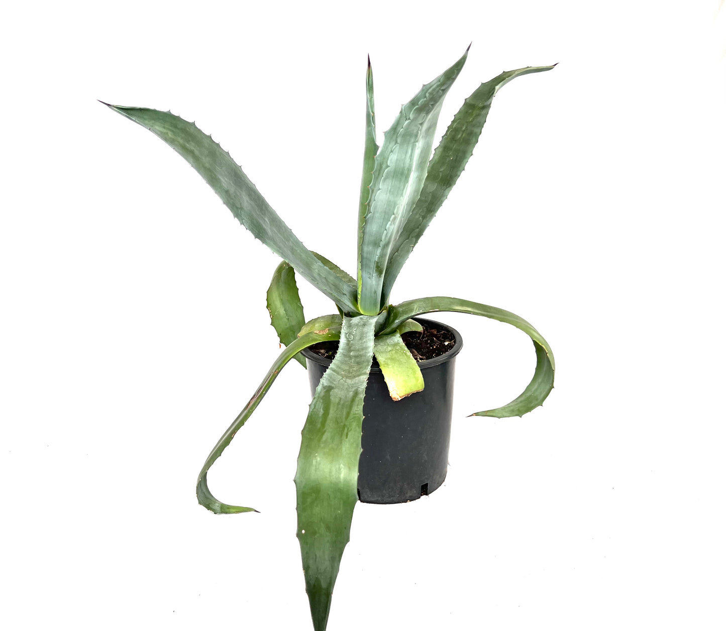 Agave Americana