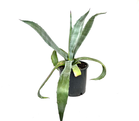 Agave Americana