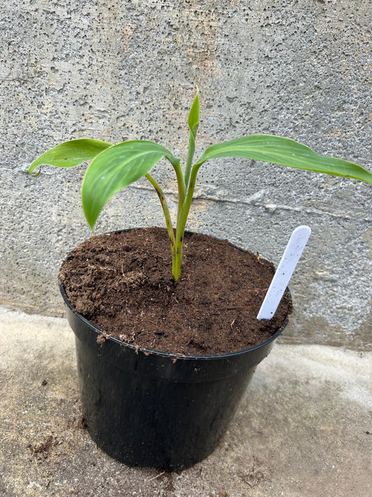 Musa balbisania