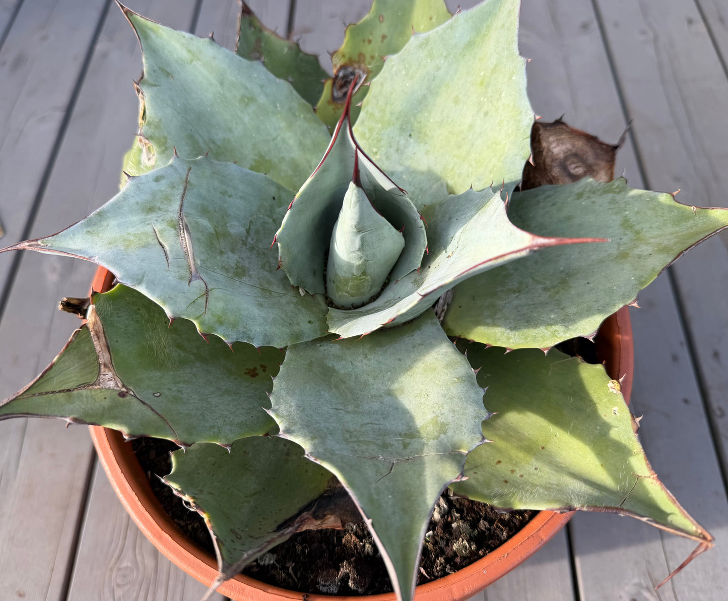 Agave Ovatifolia ‘Iced Heart’