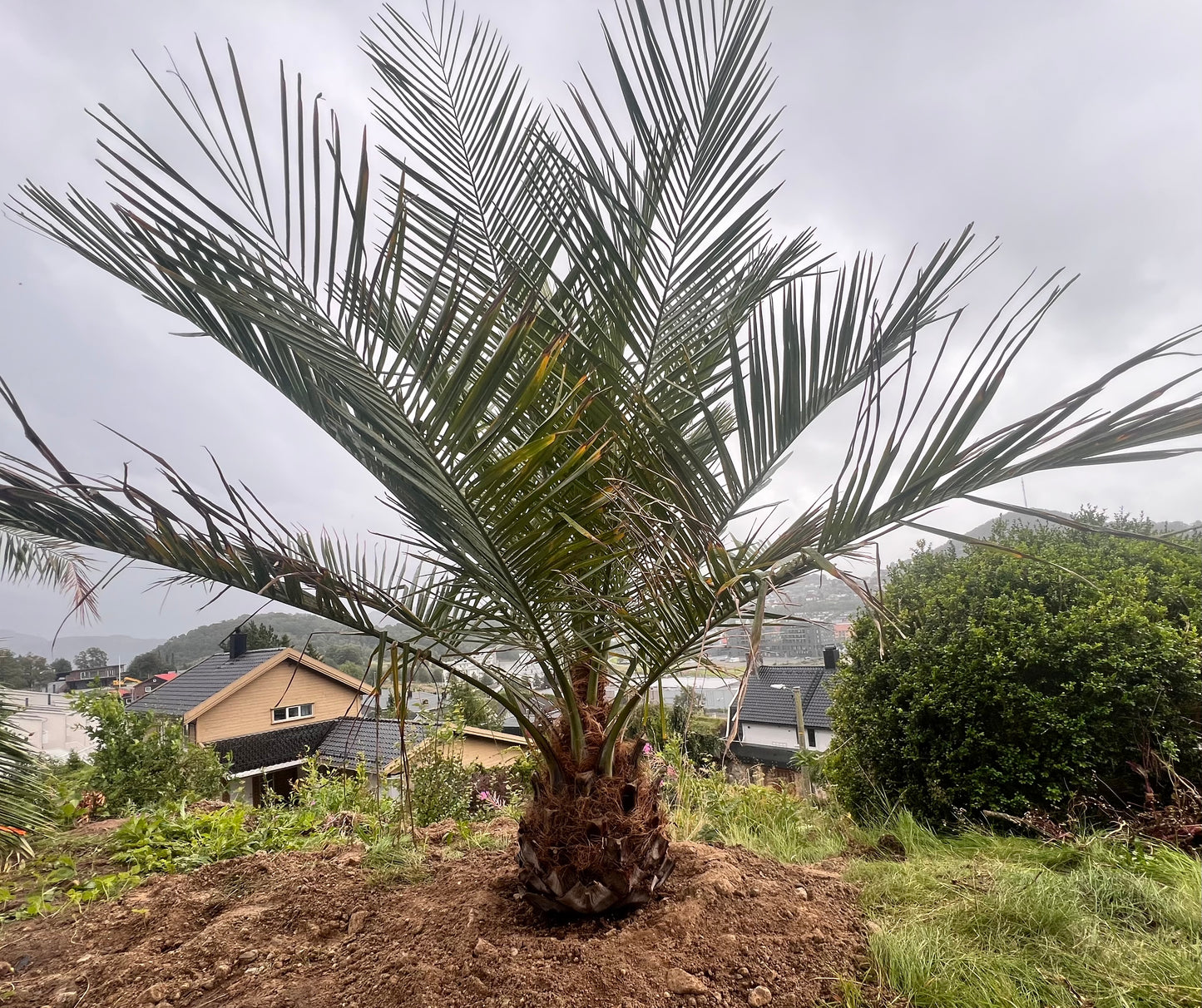 Jubaea Chilensis 50cm stamme