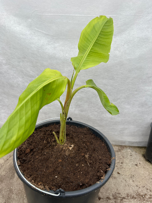 Musa ornata pink