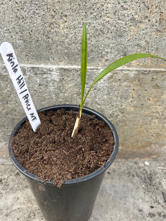 Trachycarpus Kinla hill