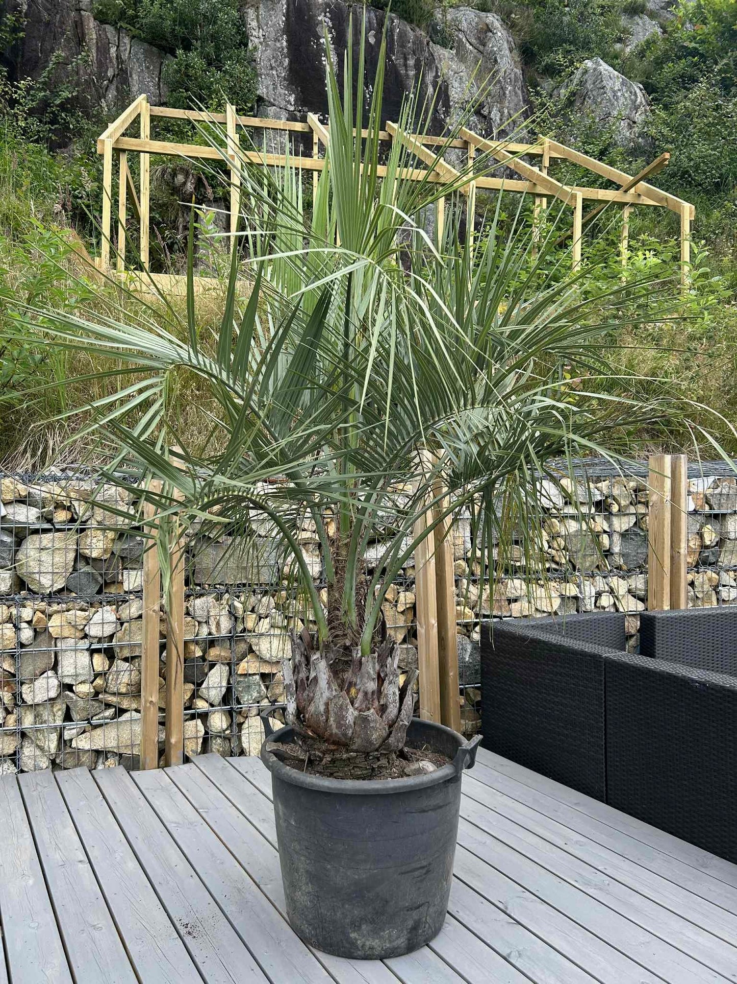 Butia Eriospatha