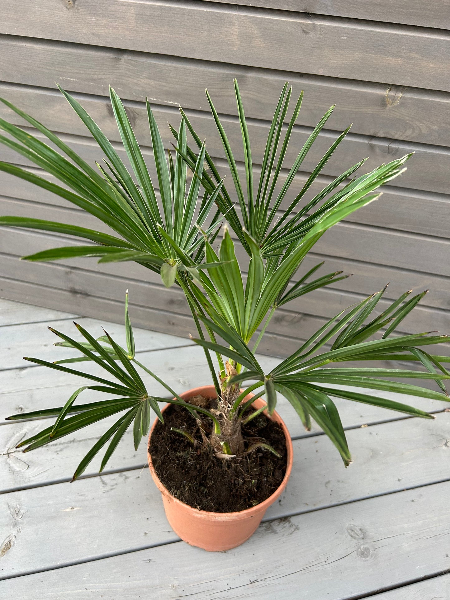 Trachycarpus Wagnerianus