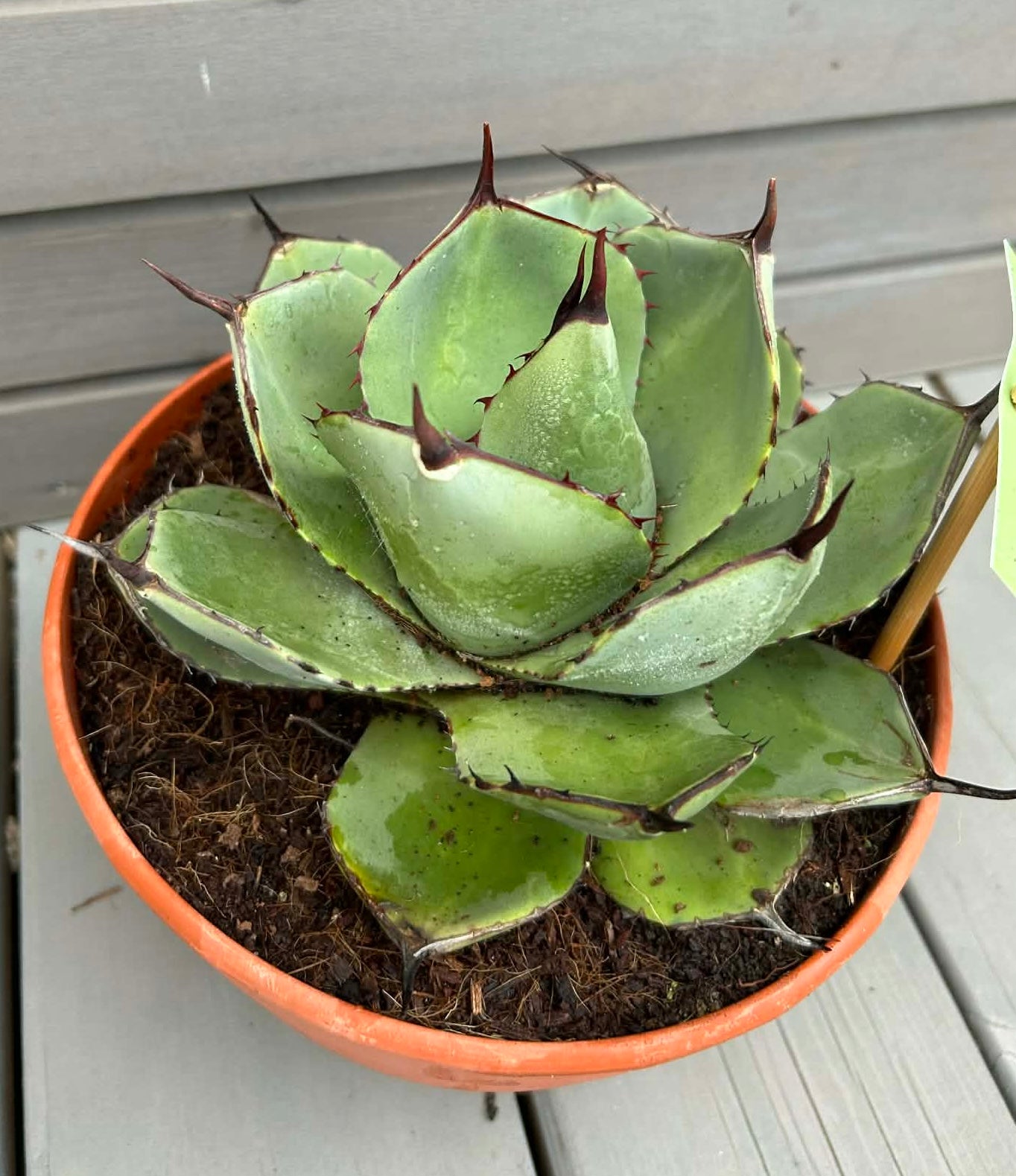 Agave parryi var. truncata