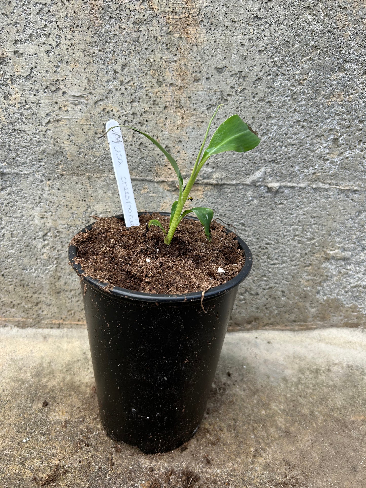 Musa Cheesmanii