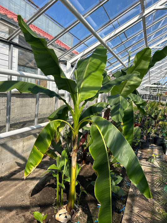 Musa Basjoo XL