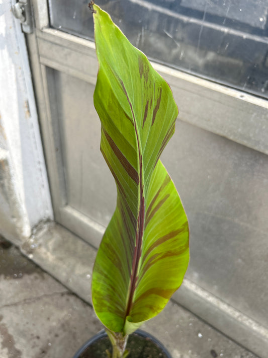 Musa Helens hybrid