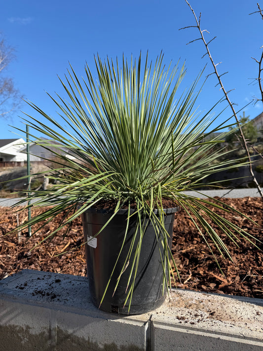 Yucca linearifolia