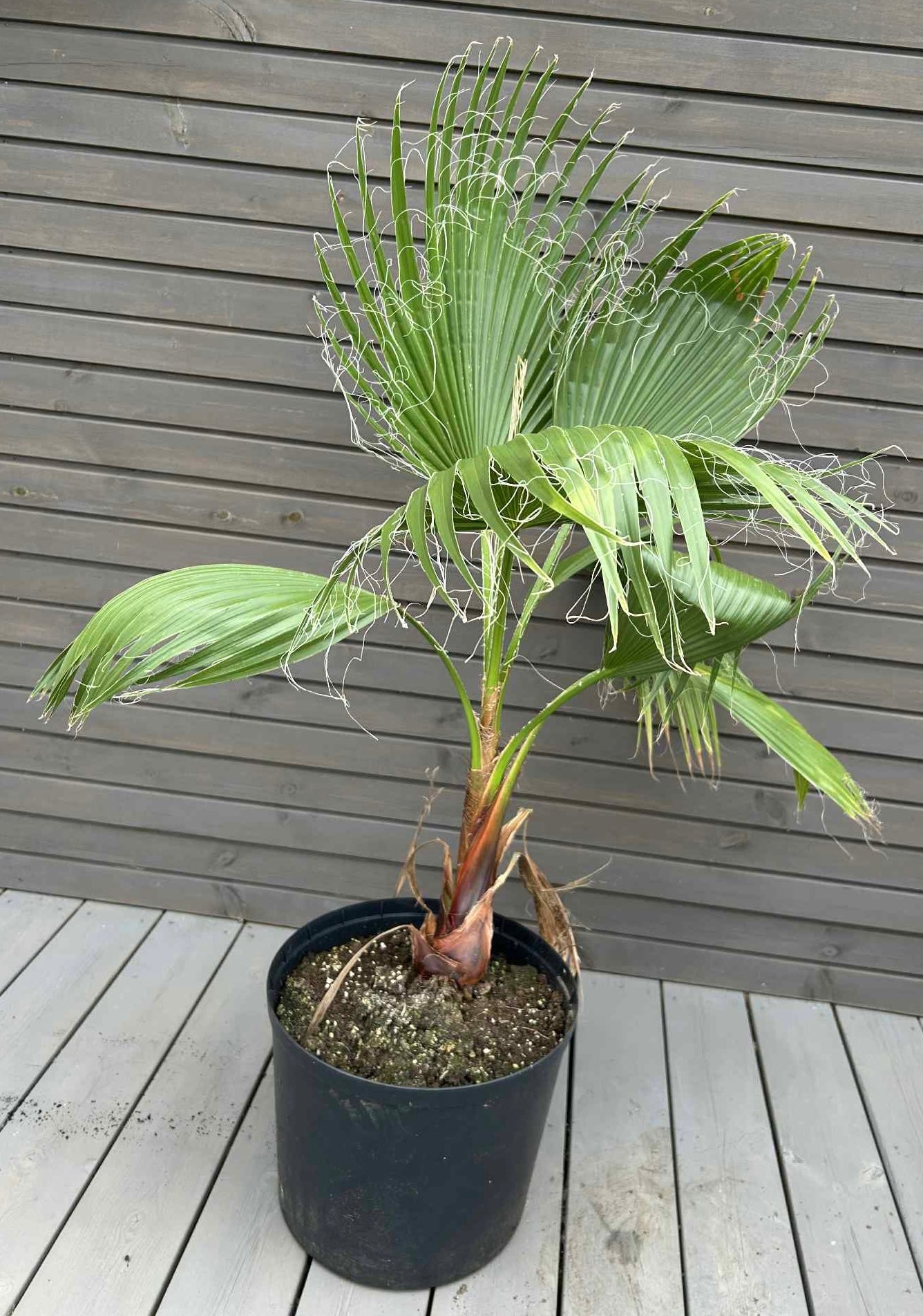 Washingtonia Robusta