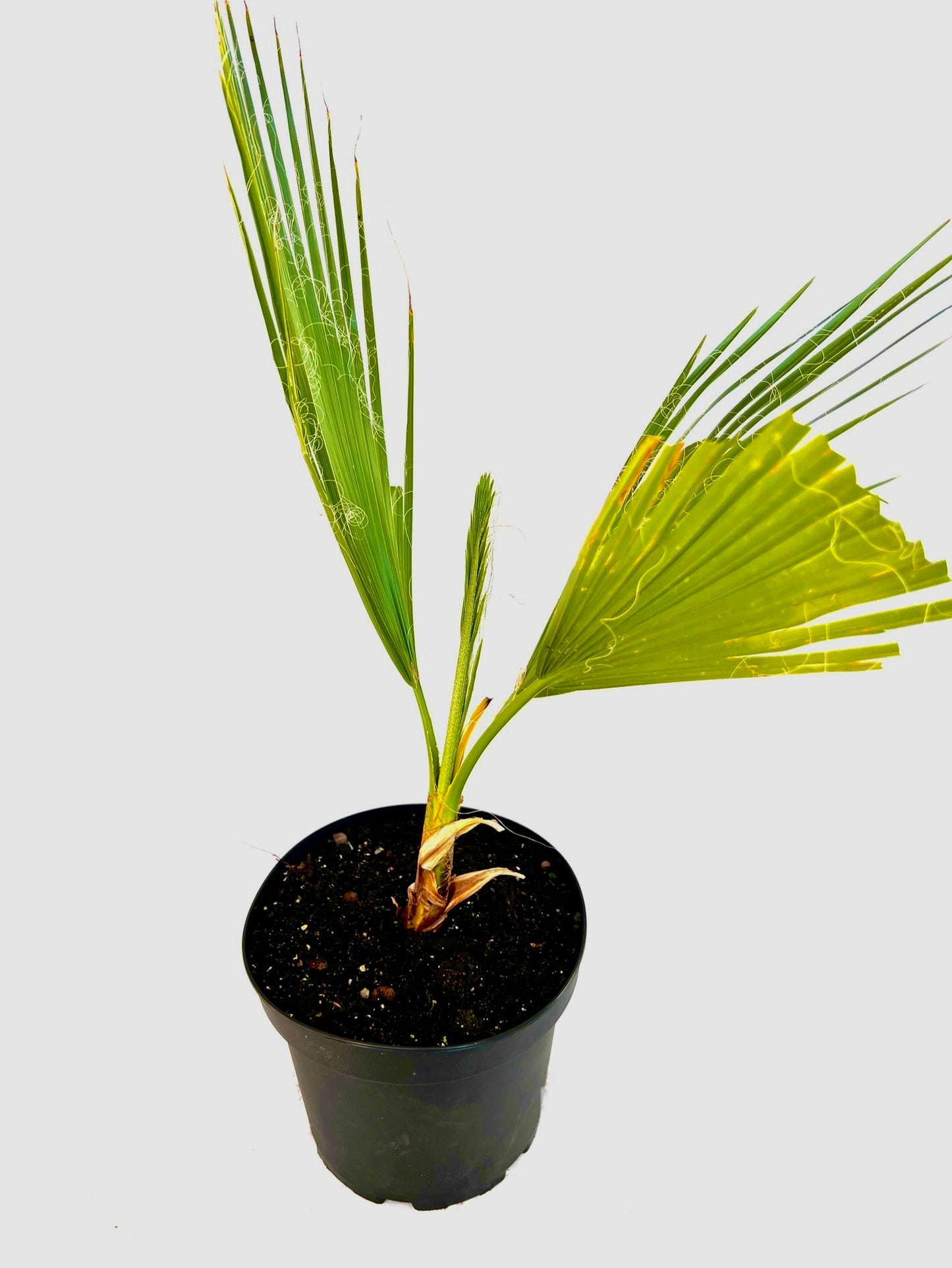 Washingtonia Robusta 5L