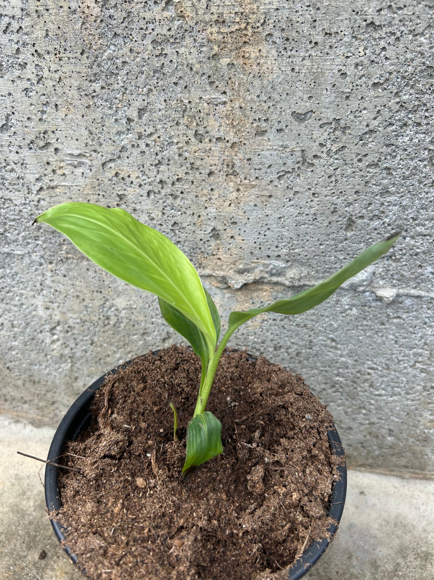 Musa ornata pink