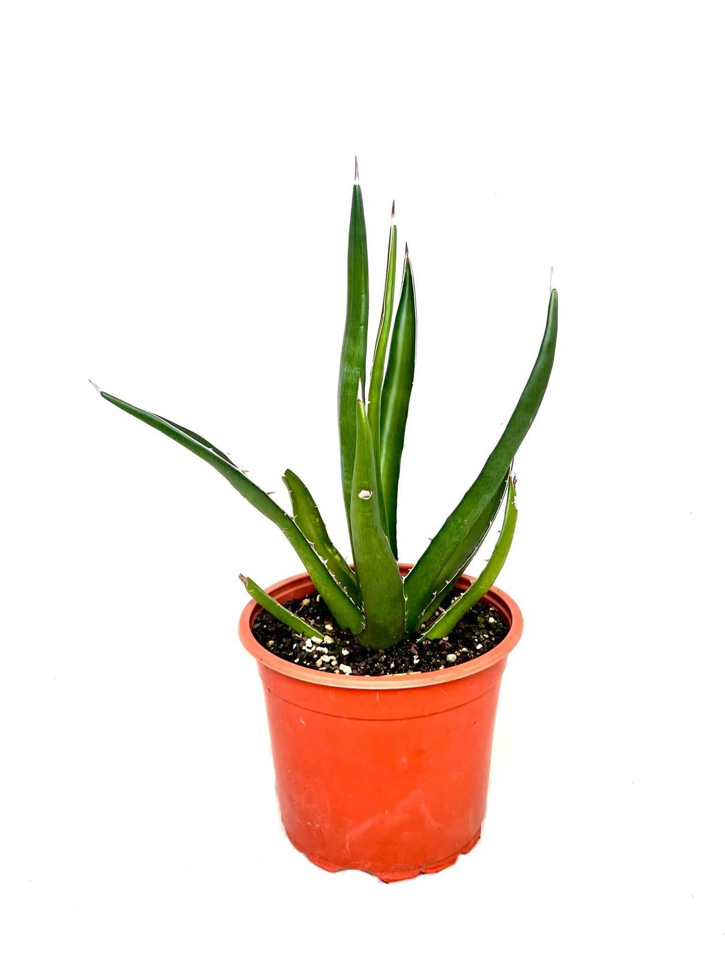 Agave lechuguilla