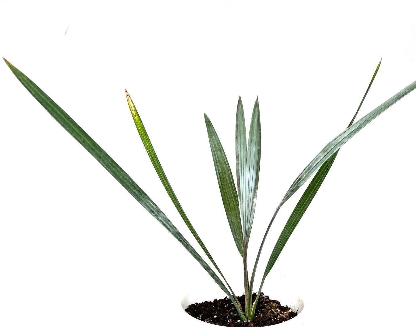 Bismarckia nobilis 'Silver'