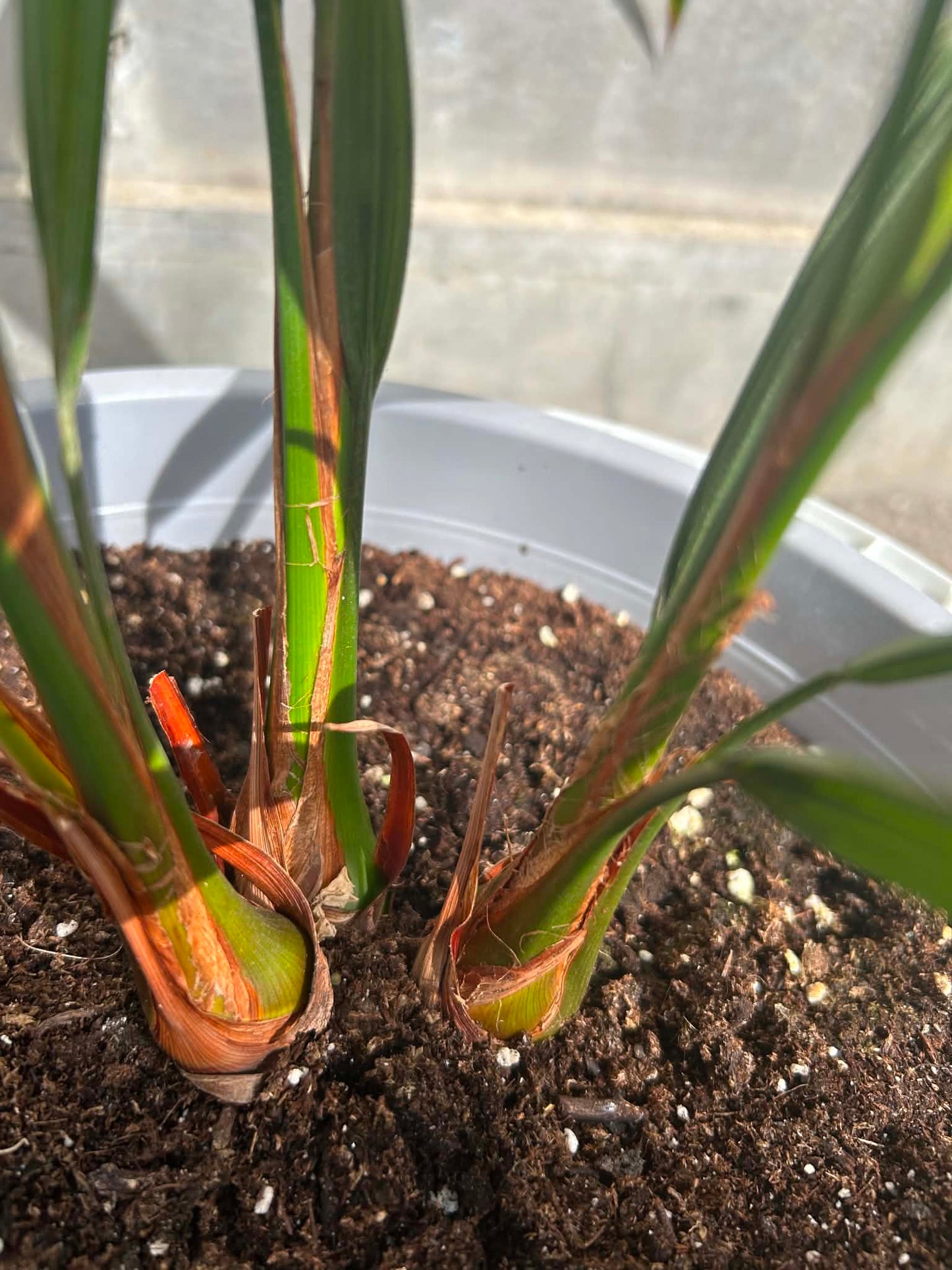 Butia Capitata