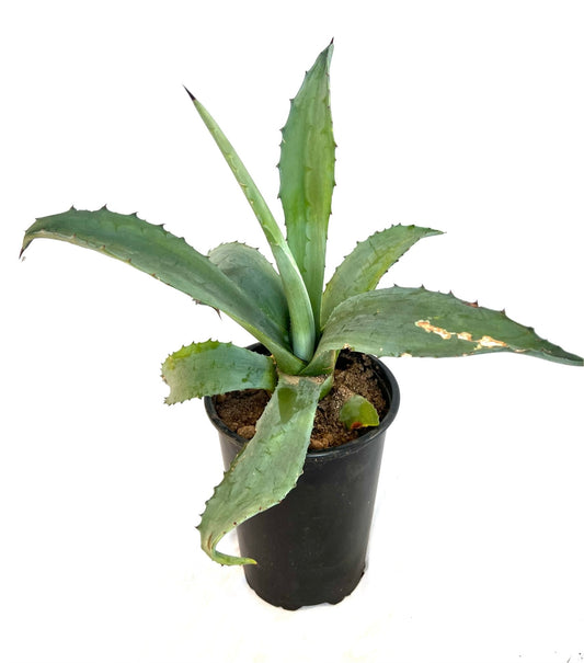 Agave Americana 3L