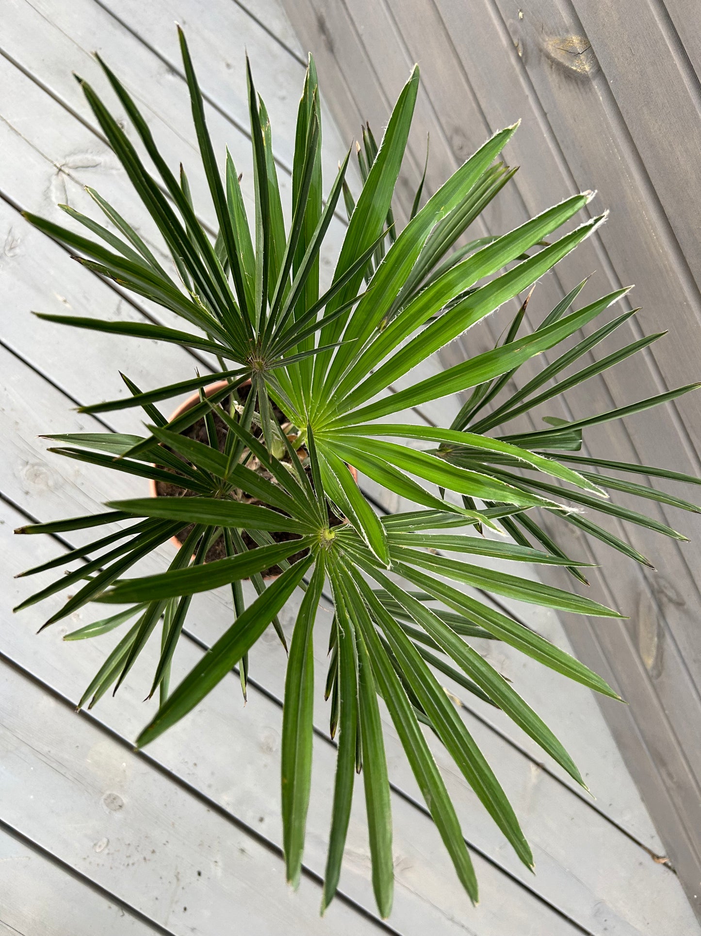 Trachycarpus Wagnerianus