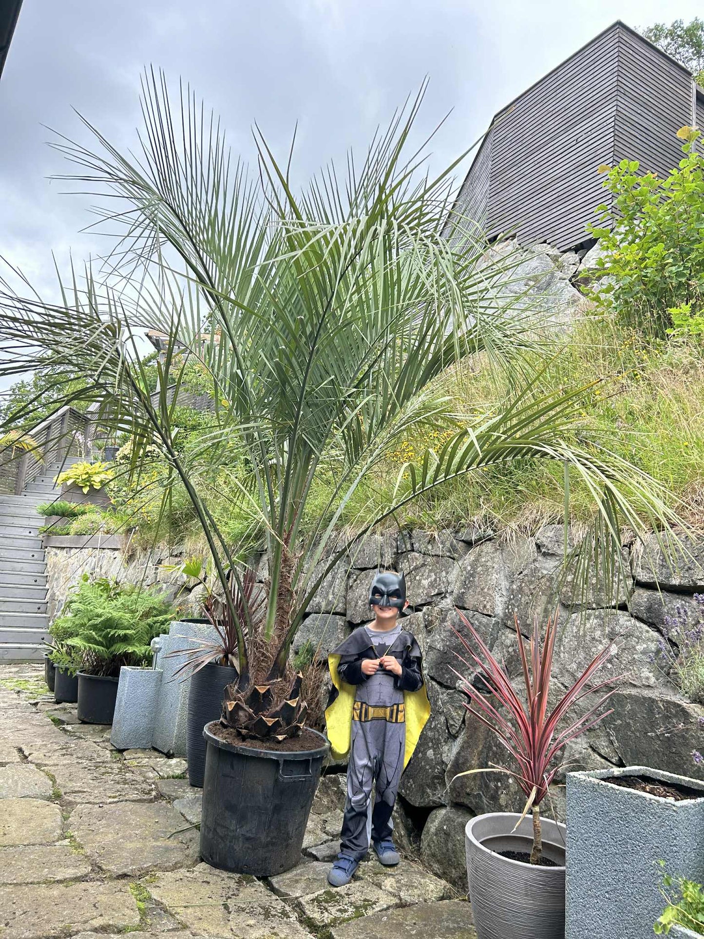 Butia Capitata 35cm