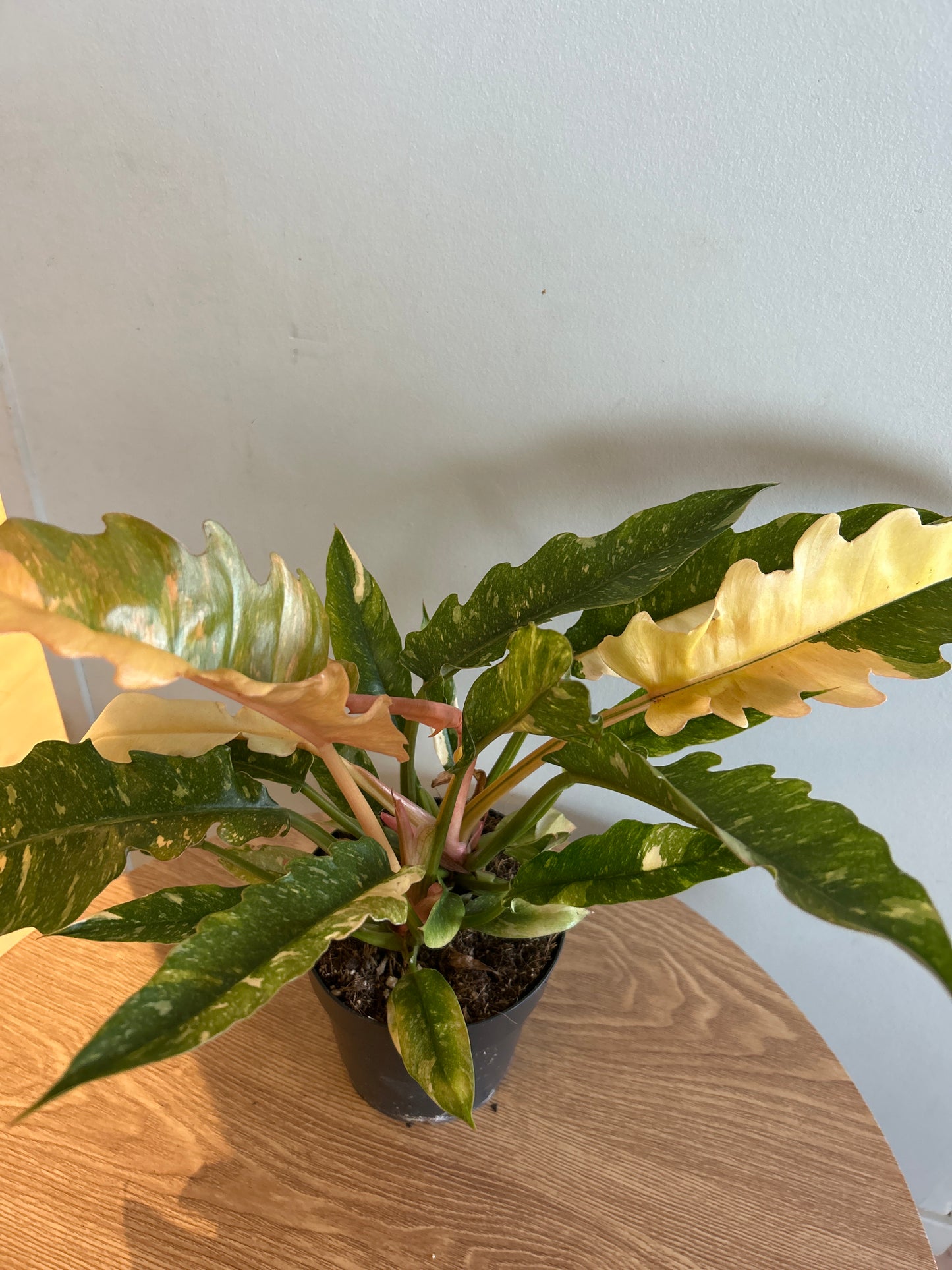 Philodendron 'Ring of Fire'