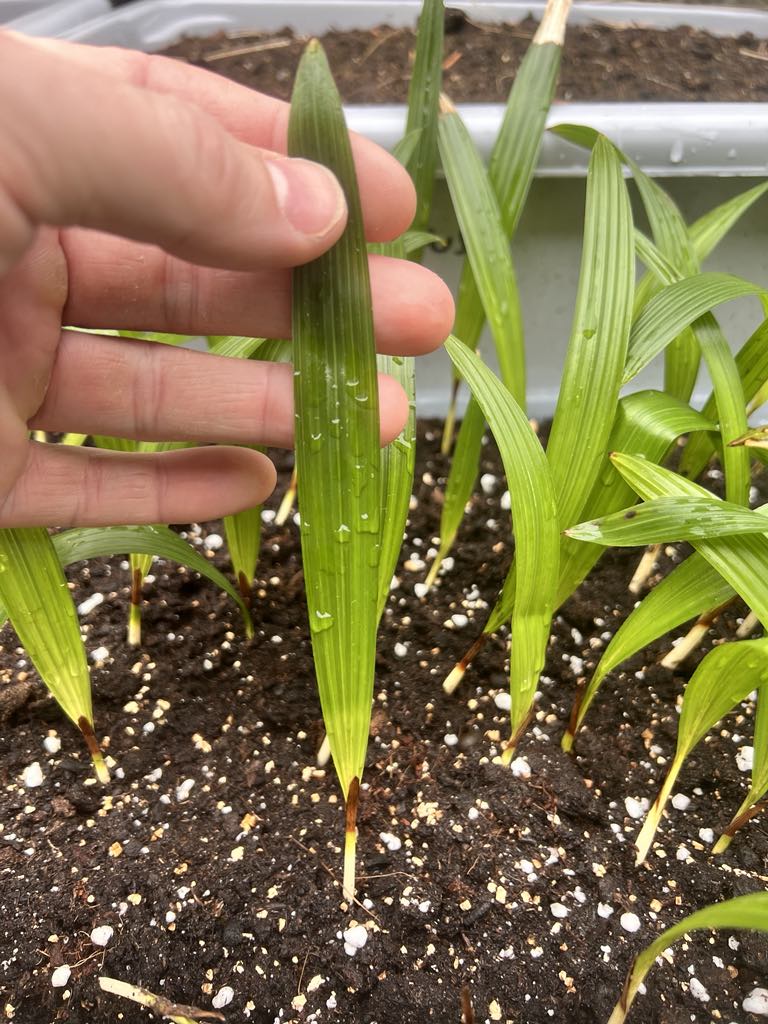 Trachycarpus Wagnerianus frøplante