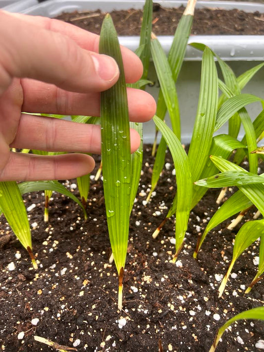 Trachycarpus Wagnerianus frøplante (10st)