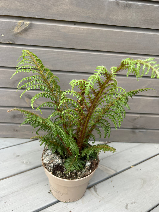 Cyathea tomentosissima