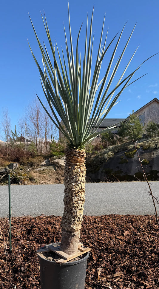 Yucca rigida 65cm