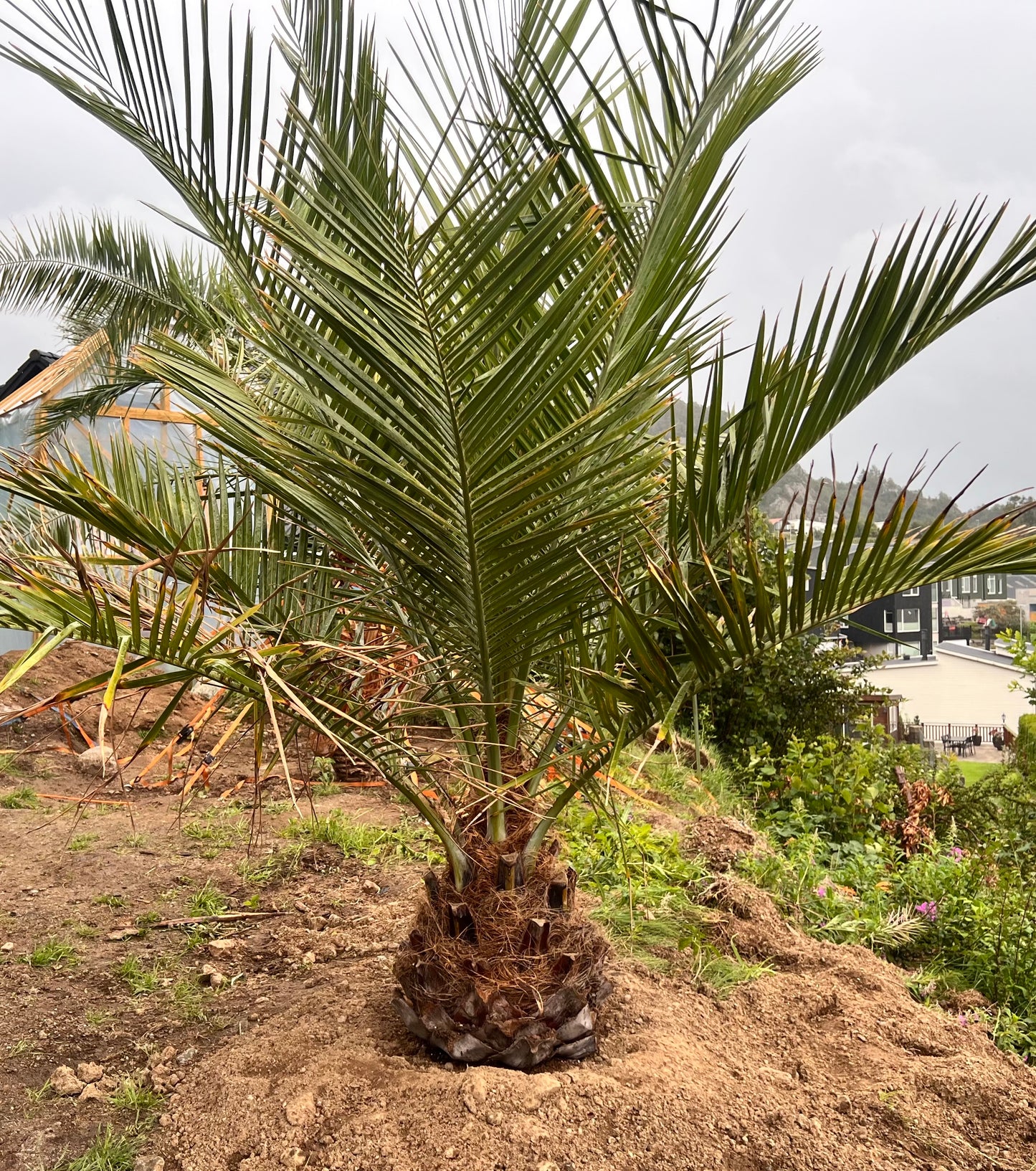 Jubaea Chilensis 50cm stamme