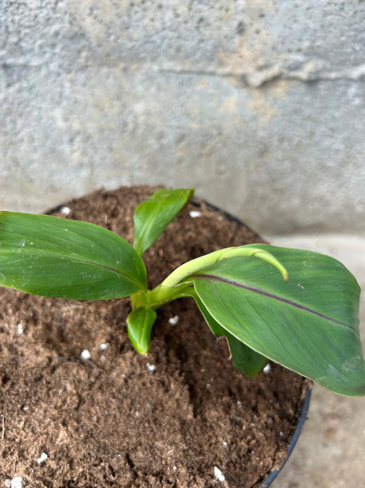 Musa Sikkimensis Red Tiger