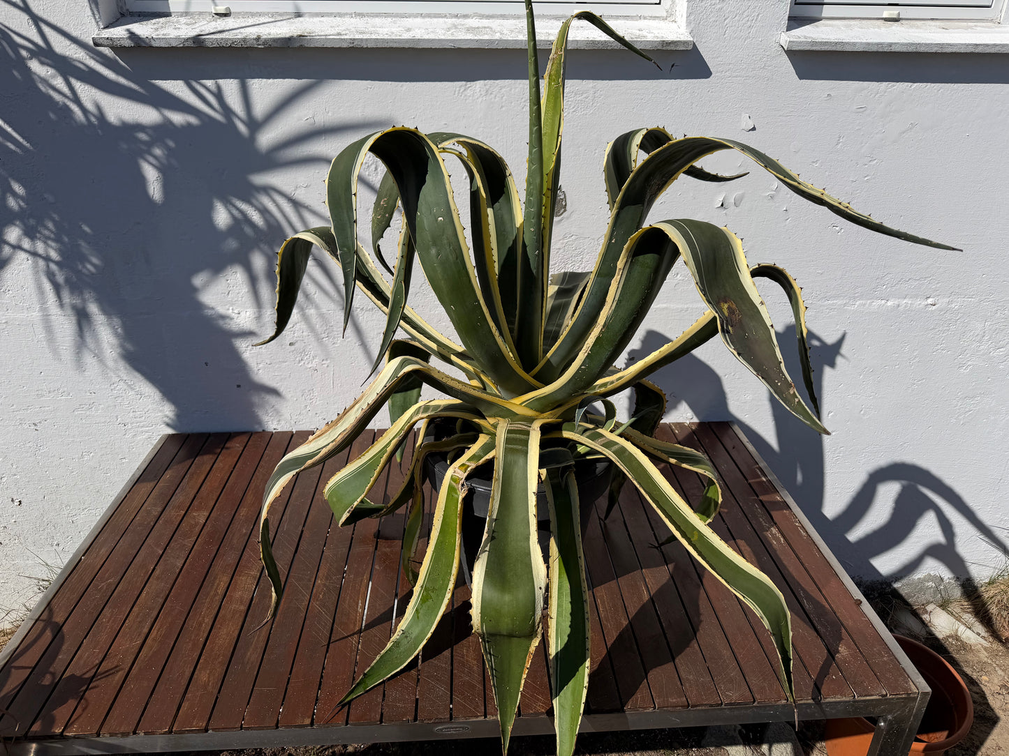 Agave Americana Variegata
