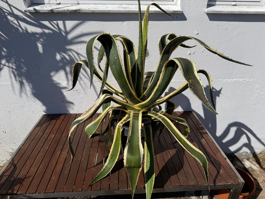 Agave Americana Variegata